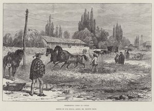Threshing Corn in Chile